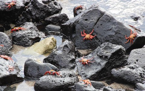 Una colonia de cangrejos rojos fue registrada en Playa Mann, frente a los laboratorios de la USFQ, en isla de San Cristóbal (archipiélago de las Galápagos, Ecuador).