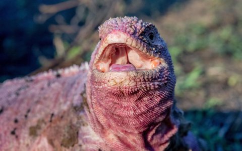 Fotografía cedida este viernes por el Parque Nacional Galápagos que muestra una iguana rosada el 4 de agosto de 2021, en la isla de Santa Cruz.