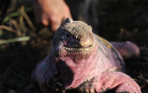 Fotografía cedida este viernes por el Parque Nacional Galápagos que muestra una iguana rosada el 4 de agosto de 2021, en la isla de Santa Cruz, en los Galápagos (Ecuador).