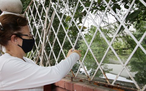 Estero. Urdesa se ve afectada por los malos olores del estero contaminado. Cecilia Viteri muestra los mangles que sembró para minimizar el malestar.