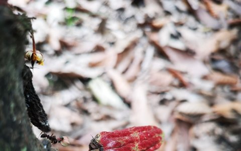 Una buena fertilización hace que las flores cuajen mejor.