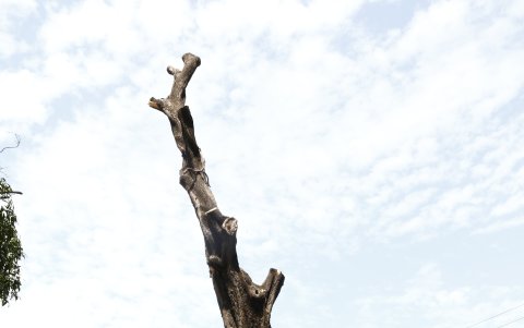 En el sitio está la carpa en la que dormirá Andrea Fiallos, la directora de la fundación La Iguana hasta que la alcaldesa se pronuncie al respecto.