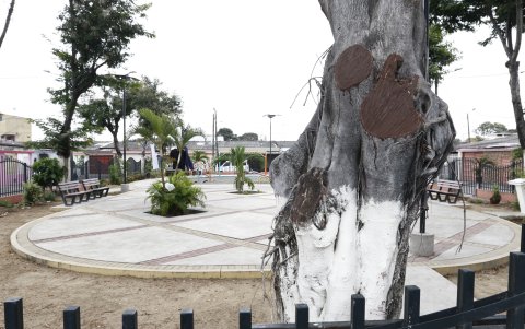Guayacanes. Los árboles podados crecen a paso lento. En ellos vivían garzas y sus nidos.