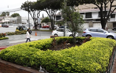 Los Ceibos. Un pequeño árbol crece en el sitio donde fue talado otro, que tenía comején. La comunidad reclamó que no se lo trate adecuadamente.
