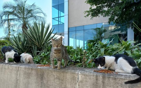 Los animales reciben alimentación a diario. Se requieren 95 kilos al mes.