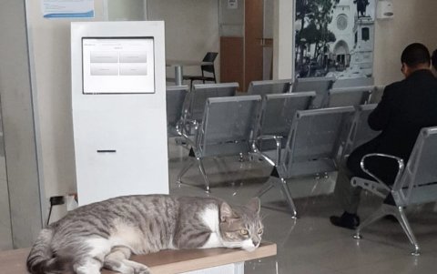 Los gatos son muy consentidos en el lugar. Los trabajadores y usuarios los cuidan.