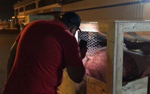 Uno de los cinco cerdos que pasaron por la zona de carga aérea temporal. En el 2012, una de estas bodegas recibió cabezas disecadas de animales silvestres.
