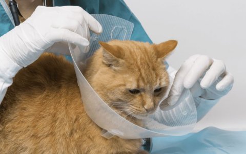 La recuperación de perros y gatos es rápida. Requieren de antibióticos y de analgésicos.