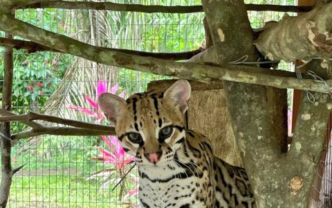 Foto tomada antes de su liberación