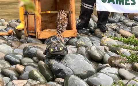 Seis tigrillos hembras en el Parque Nacional Cotacachi Cayapas en la provincia de Imbabura.