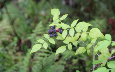 Fotografía que muestra una mora silvestre en una hacienda de la Isla San Cristóbal, el 20 de agosto de 2021, en el archipiélago de Galapágos (Ecuador).