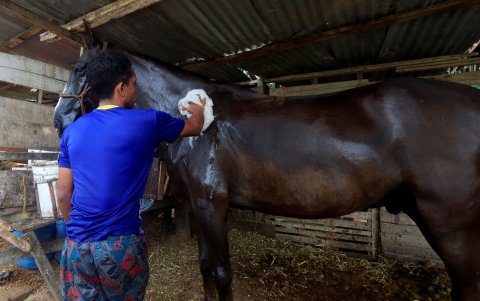 Los cocheros niegan que maltraten a los caballos y, al contrario, aseguran que los cuidan.