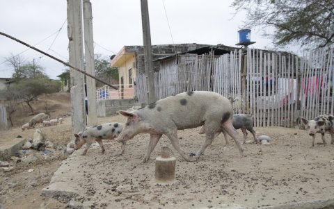 ABIGEATO. Los animales de cría (cerdos, gallinas) y domésticos tienen vía libre en las comunas, pero son los que “desaparecen” y cuando eso ocurre no hay a quien reclamar. Pero los habitantes de Campo Alegre aseguran que más se pierden las cabezas de ganado y los chivos que se llevan a la montaña. De ahí no hay a quien denunciar, por lo que esos delitos “menores” quedan impunes.
