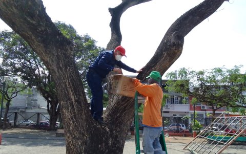 Con la colocación de las mariquitas, las autoridades esperan recuperar las especies.
