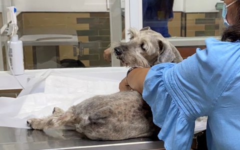 Rocco estuvo internado cuatro días. Requería de una transfusión de sangre.