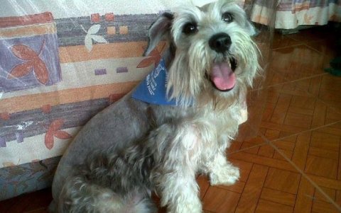 Rocco vivió 11 años junto a Jorge. Fue internado con anemia y con insuficiencia renal crónica.