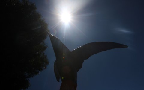Aves. Estos monumentos fueron creados en 2011 como una colección de 65 ejemplares de colibrí.