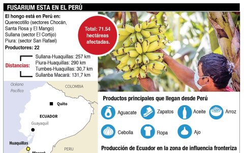 El hongo y su cercanía.