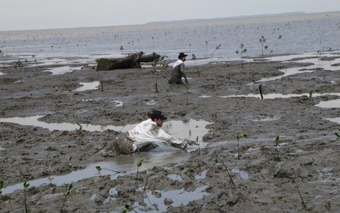 Escenario. Las plántulas crecerán al menos cuatro metros en igual número de años.