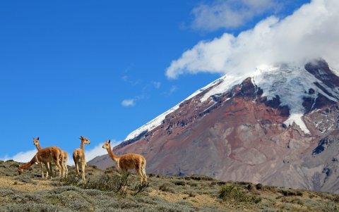 Reserva de Producción de Fauna Chimborazo