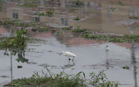 Como se observa en la foto, la zanja de Villa Bonita permanece con las aguas oscuras y verdes, con lodo y una especie de musgo maloliente. Los residentes piden que acá se construya una barrera vegetal similar