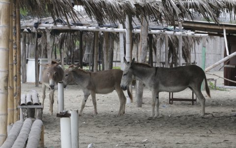 Las acémilas aprovechan la desolación para buscar comida en medio de los desperdicios.