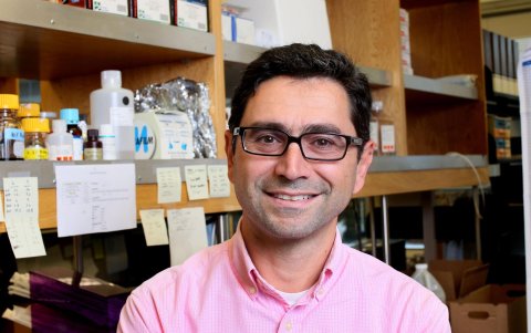 Imagen cedida por el Howard Hughes Medical Institute de Ardem Patapoutian.