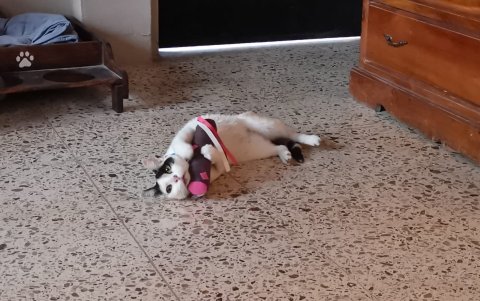 No hay riesgo de adicción ni toxicidad al contacto con el catnip.