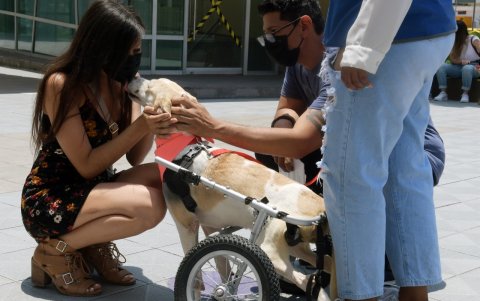 Las ferias de adopción son cada vez más comunes en la ciudad.