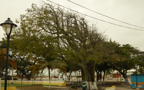 Esta es una de las especies patrimoniales de Playas. En el centro del cantón es donde más se las puede ver.