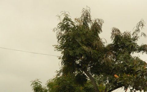 Este es el escenario actual en la avenida Pedro Menéndez Gilbert, en Playas.