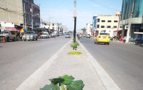 Hecho. Inicio de plantación de arboles en la avenida 15 de Agosto. Esta acción es ejecutada por el Cabildo.