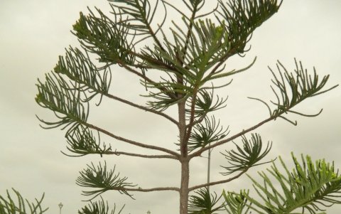 Noris Bravo, siembra arboles ornamentales en el malecón.