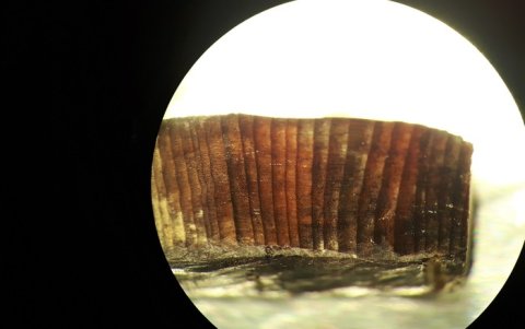 La datación por radiocarbono de artefactos de madera, descubiertos en un yacimiento arqueológico de Terranova, Canadá, revela lo que puede ser el registro más antiguo conocido de humanos cruzando de Europa a América. Imagen de microscopio de uno de estos fragmentos de madera.