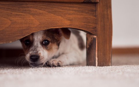 Hay feromonas para perros y otras para gatos. Son diferentes para cada especie.