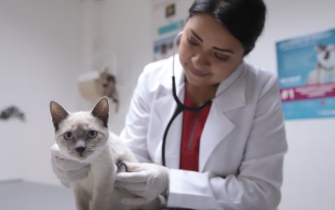 Los gatos necesitan que se les adicione la taurina en su dieta, en cambio el perro la fabrica solo.