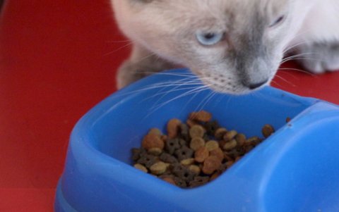 Foto referencial. Según el vídeo, la mujer colocó un líquido donde alimentan a los gatos.