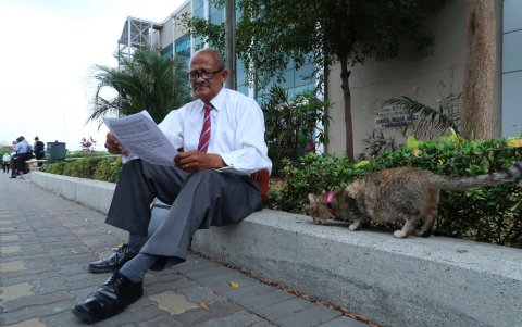 Cuando los abogados y clientes analizan sus casos, los ‘abogatos’ comen y duermen a la vista de todos. Pocos son tímidos. La mayoría se ha acostumbrado al contacto humano. Y es que quien los ve, en su mayoría, no pueden resistirse a sus miradas y ronroneos.