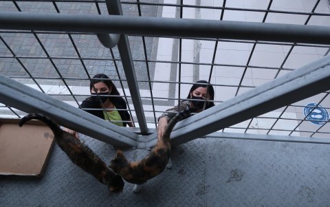 Además de transmitir paz, cuidan el área que ocupan. En las diez torres se instalan. No hay baranda ni escalera por las que no hayan pasado.