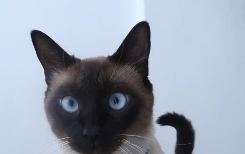 Estilo. Algunos de los ‘abogatos’, como este de la imagen, son tan dóciles y tienen tanta personalidad que se dejan hasta poner lazos y todo tipo de prendas que no los sofoquen y les permitan seguir con su rutina. Quienes los ven, se detienen a fotografiarlos y compartir las imágenes en sus redes.