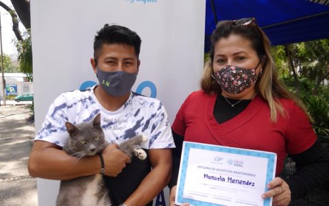 Felinos. Cinco gatos encontraron hogar.