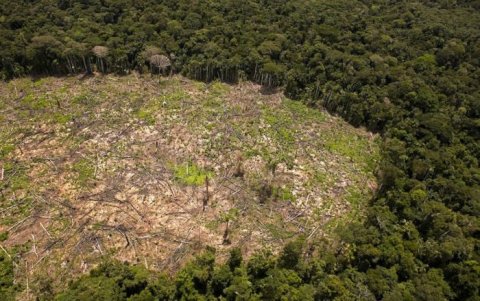 Fotografía referencial del daño causado por la deforestación en zonas protegidas.