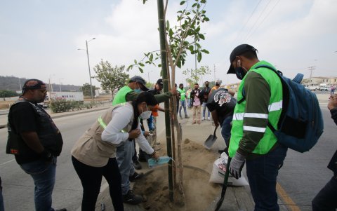 Acción.- Ayer, viernes de 12 de noviembre, se sembraron 454 árboles en la avenida Narcisa de Jesús.