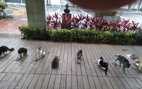 Los gatitos se alimentan dos veces al día.