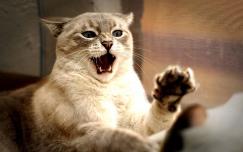 Aunque no se han reportado casos de rabia en el país en los últimos años, siempre es mejor estar prevenidos