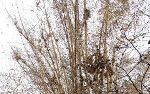 Decenas de hectáreas de bosques protegidos como Papagayo, Bosqueira y Cerro Blanco son quemadas por la irresponsabilidad de encender llantas o fogatas..