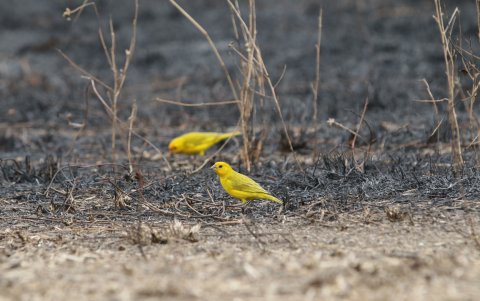 Dos aves destacan en el paisaje que luce negro por el incendio forestal en el Cerro Blanco, que fue en octubre.