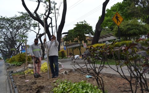 En un tramo de la avenida Benjamín Carrión se sembraron árboles, como parte de la arborización en la ciudad.