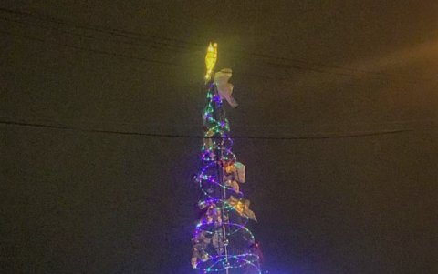 El árbol mide 7 metros de altura.