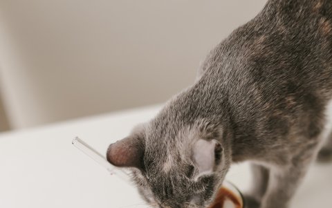 Los animales no deben comer chocolates porque puede causarles complicaciones de salud.